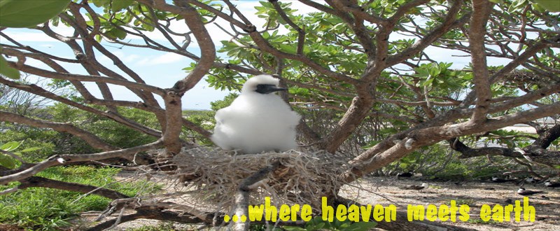 booby chick on nest