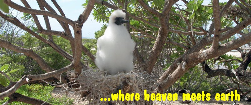 booby chick on nest-wow