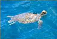 A rarely sighted hawksbill