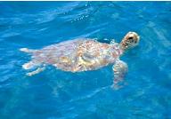 A rarely sighted hawksbill