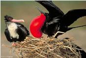 Great Frigate Bird