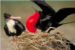 Great Frigate Bird