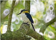 Mangaia Kingfisher