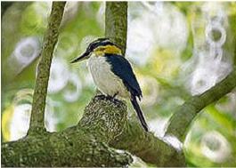 Mangaia Kingfisher