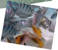 Swim among the fish
