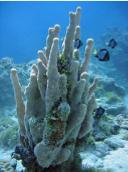 staghorn coral