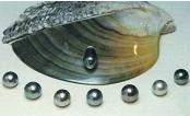 Perals and pearl shell