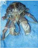 Coconut Crab