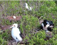 Seabirds by the thousands