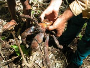 Coconut crab