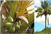 Coconuts and tree (Cook Islands biodiversity website)