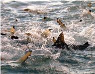 Sharks abound