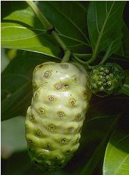 Noni fruit