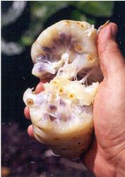 Inisde the noni fruit