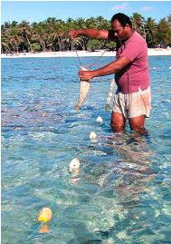 Net fishing on Palmerston
