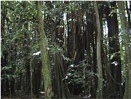 Banyan tree