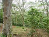 Atiu coffee plantation