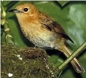 Rarotonga flycatcher