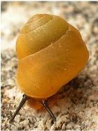 Pupu