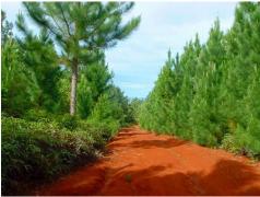 Red volcanic soil path