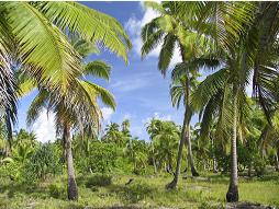 Aitutaki landscape