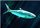 Milkfish