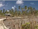 Where the taro used to be