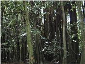 Banyan tree