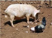 Pigs and chickens in abundance