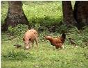 Very free range livestock