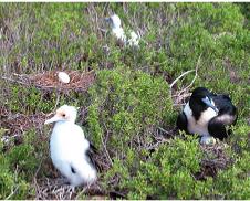 Seabirds by the thousands