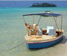 Dog on boat