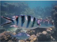Underwater friends