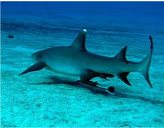 White tip shark is now protected