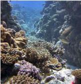 Pristine Takutea reef