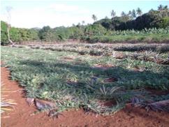 Plantation