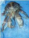 Coconut Crab