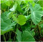Puraka or swamp taro