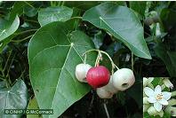 Puka tree