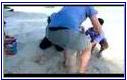 Rarotonga animal charity