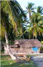Kikau hut