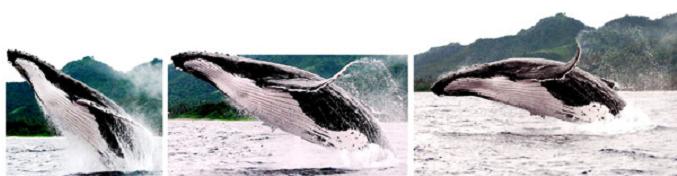 A humpback whale off Rarotonga