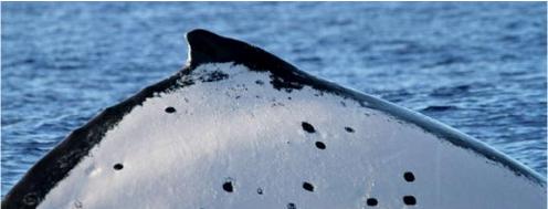 The whale that's stunning scientists