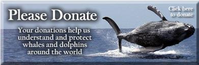 Help Cook Islands whales