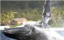 Whale breaches off Rarotonga