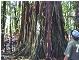 Banyan tree