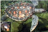 Rare green turtle