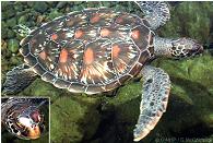 Rare green turtle