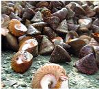 Trochus shells