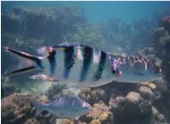 Underwater friends
